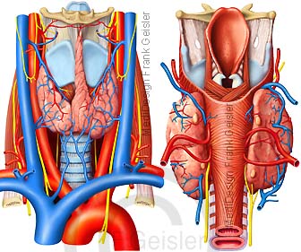 Артерии щитовидной железы. Щитовидная железа кровоснабжение и иннервация. Кровоснабжение щитовидной железы анатомия. Паращитовидная железа кровоснабжение и иннервация. Иннервация сосудов щитовидной железы.