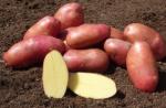 Sterke en smakelijke aardappelsoort 