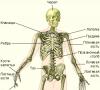 Kako osoba djeluje: vanjska i unutarnja struktura ljudskog tijela