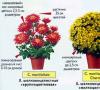 Redenen om te weigeren te bloeien: waarom bloeien chrysanten niet in de tuin?