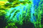 Waarom dromen van verstrikt raken in algen