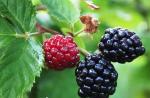 Blackberry besshornaya Eigenaardigheden van bramenverzorging in het voorjaar