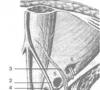 Anatomija zidova trbušne šupljine Područja prednjeg trbušnog zida