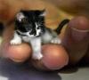Kucing terkecil di dunia dan jenis kucing mini