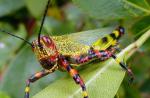 Totul despre lăcusta-insectă Lăcusta asiatică nu are stadiu de dezvoltare
