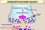 Medijator acetilkolin i njegovi mehanizmi djelovanja