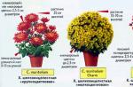 Cauzele de flori: De ce nu înflorește în crizanteme în grădină?