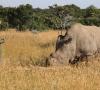 Fapte interesante despre rinoceri
