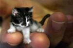 Najmanja mačka na svijetu i uzgaja minijaturne mačke