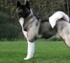 Cel mai greu câine din lume: descriere cu fotografie, greutate, rasa