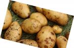 Câte secole au fost cultivate cartofi în Europa?