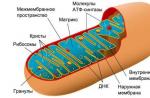 Mitochondria - Gebouw en functies