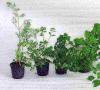 Upute za uzgoj zelenila na prozorskoj dasci - začinsko bilje u kuhinji