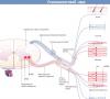 Structura nervului Structura și funcția nervilor