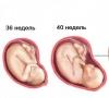 Deveti mjesec trudnoće: Priprema za porod i dospjelu trudnoću Zašto 9 mjeseci trudnoće