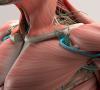 Duchenneova mišićna distrofija: simptomi i liječenje