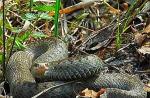 Viper în suburbiile: șerpi din ce în ce mai mult, consecințele mușcăturilor devine mai greu zi și noapte