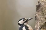 Woodpecker: wat voedt en waar specht de tong en het subswitted-inrichting van een specht of pinguïn leeft