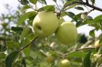 Granny Smith-appels - hun kenmerken van voordelen en nadelen, evenals een foto van het fruit