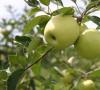 Jabuke Granny Smith - njihove karakteristike koristi i štete, kao i fotografija voća