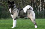 Cel mai greu câine din lume: descriere cu fotografie, greutate, rasa