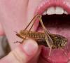 Wat voor soort insecten kun je eten in extreme omstandigheden?