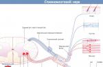 Structura nervului Structura și funcția nervilor