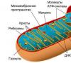 Mitochondria - Clădire și funcții
