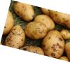 Câte secole au fost cultivate cartofi în Europa?