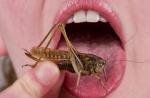 Ce fel de insecte poți mânca în condiții extreme?