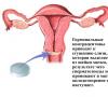 Cum să alegi pilulele anticoncepționale hormonale potrivite Mecanismul de acțiune al pilulelor anticoncepționale