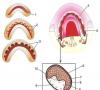 Histologia dinților și dezvoltarea acestora