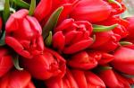 Waarom dromen tulpen: wil je de lente?