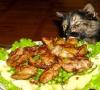 Cum să se înțeleagă pisicile și pisicile de la mesele de urcare Cum să se înțeleagă o pisică să nu sară pe masa de bucătărie