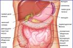 Subiect: intestinul subțire și gros