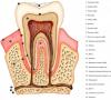 Structura dintelui uman - cât de informați suntem?