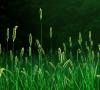 Rumput gandum - khasiat obat dan kontraindikasi