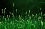 Pšenična trava - ljekovita svojstva i kontraindikacije